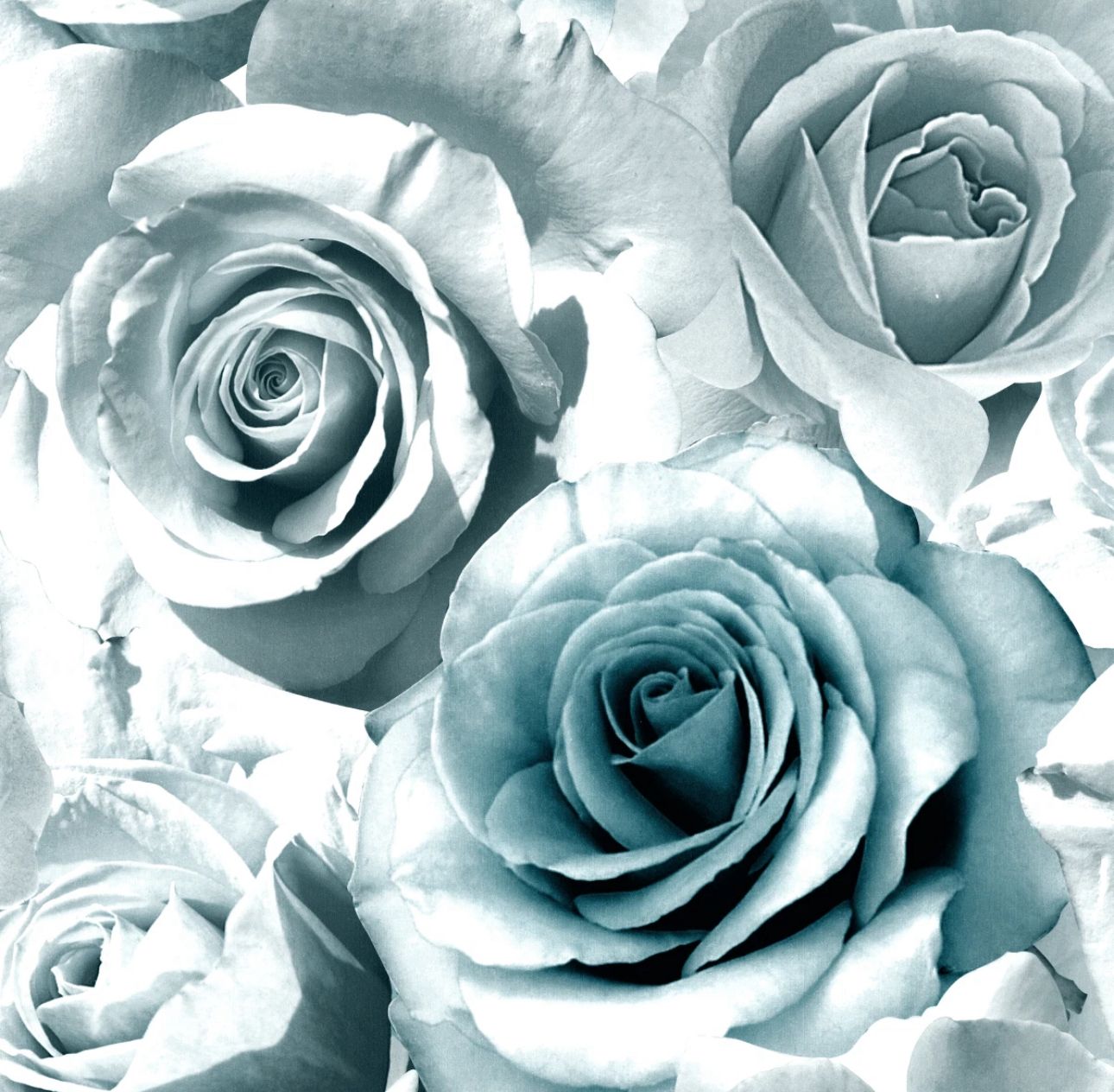 Madison Floral Flower Rose Bloom Blue